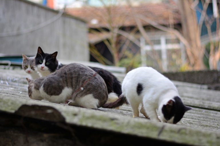 Cats On Corrugated Roof Kedi Köpek Kovucular